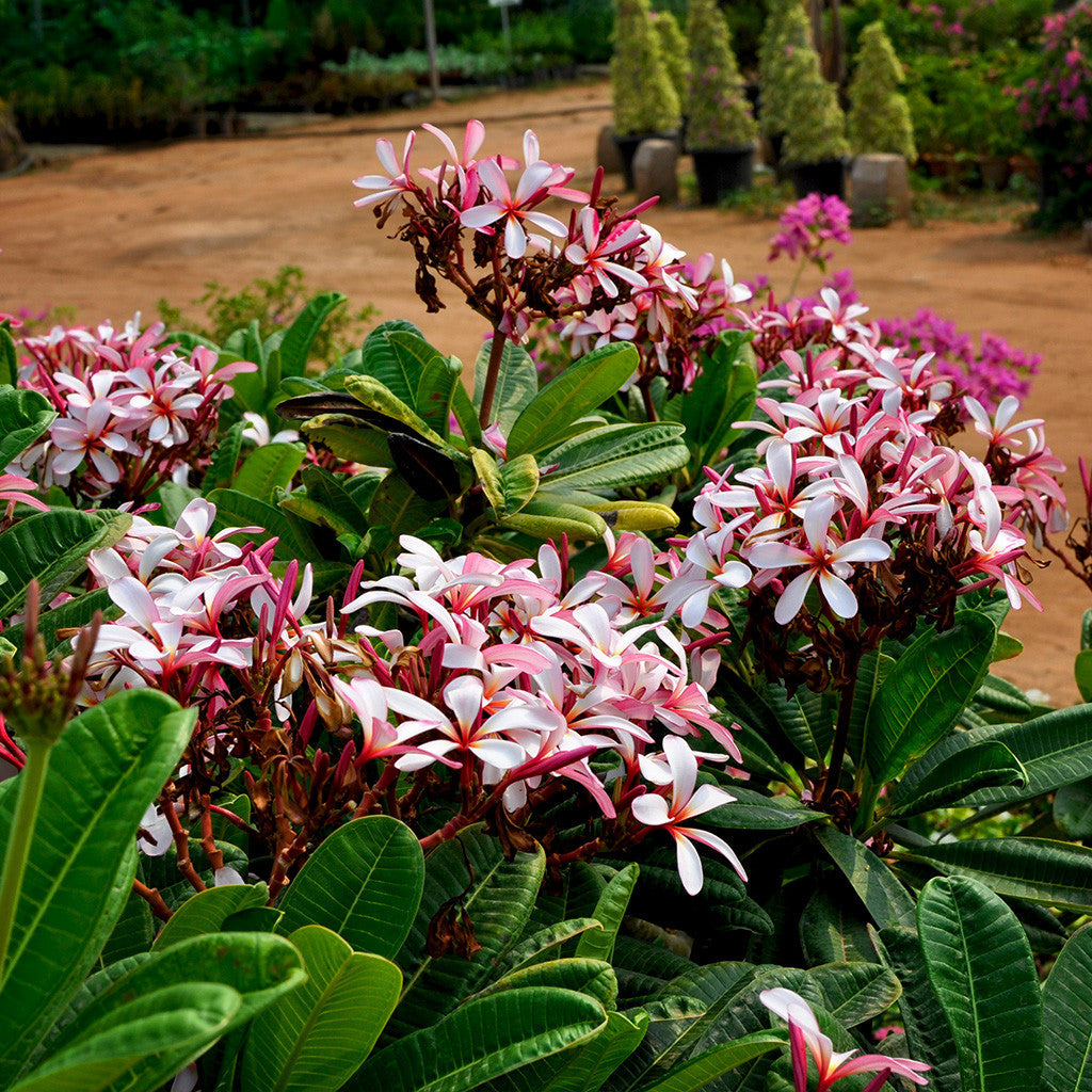  Plumeria Obtusa Dwarf Singapore Pink Champa Plant