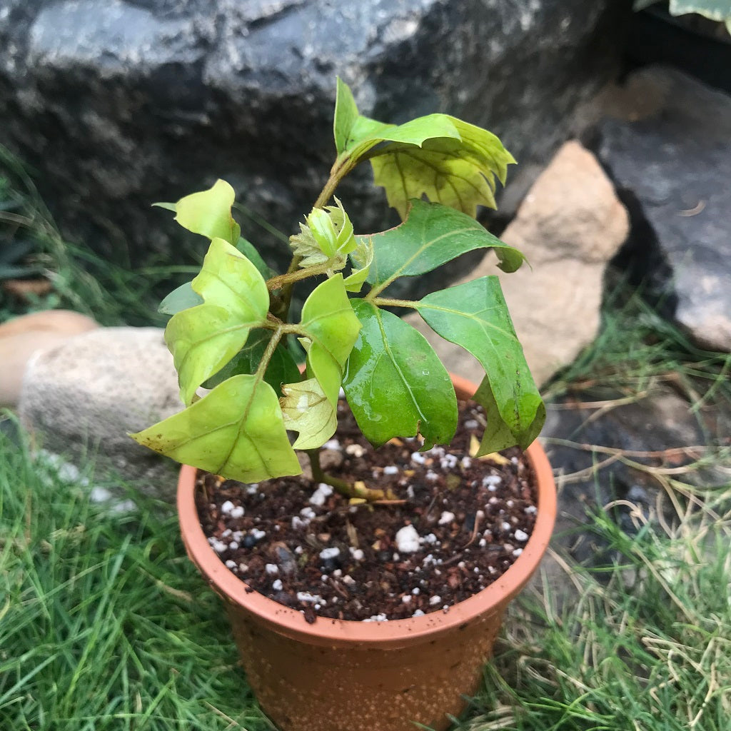  Cissus Rhombifolia Grape Ivy Plant
