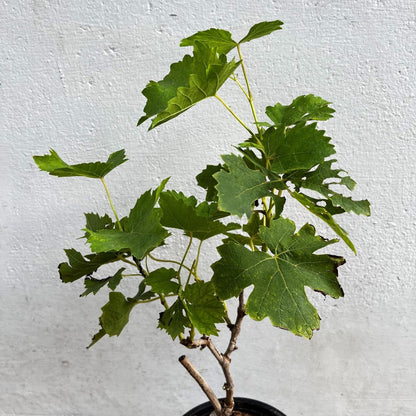  Grape Vine Grafted Seedless Variety Plant