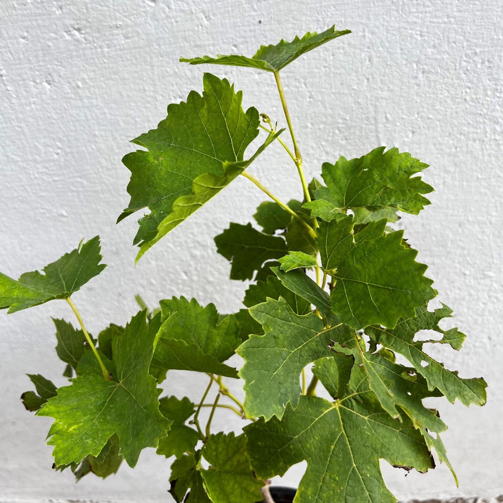  Grape Vine Grafted Seedless Variety Plant