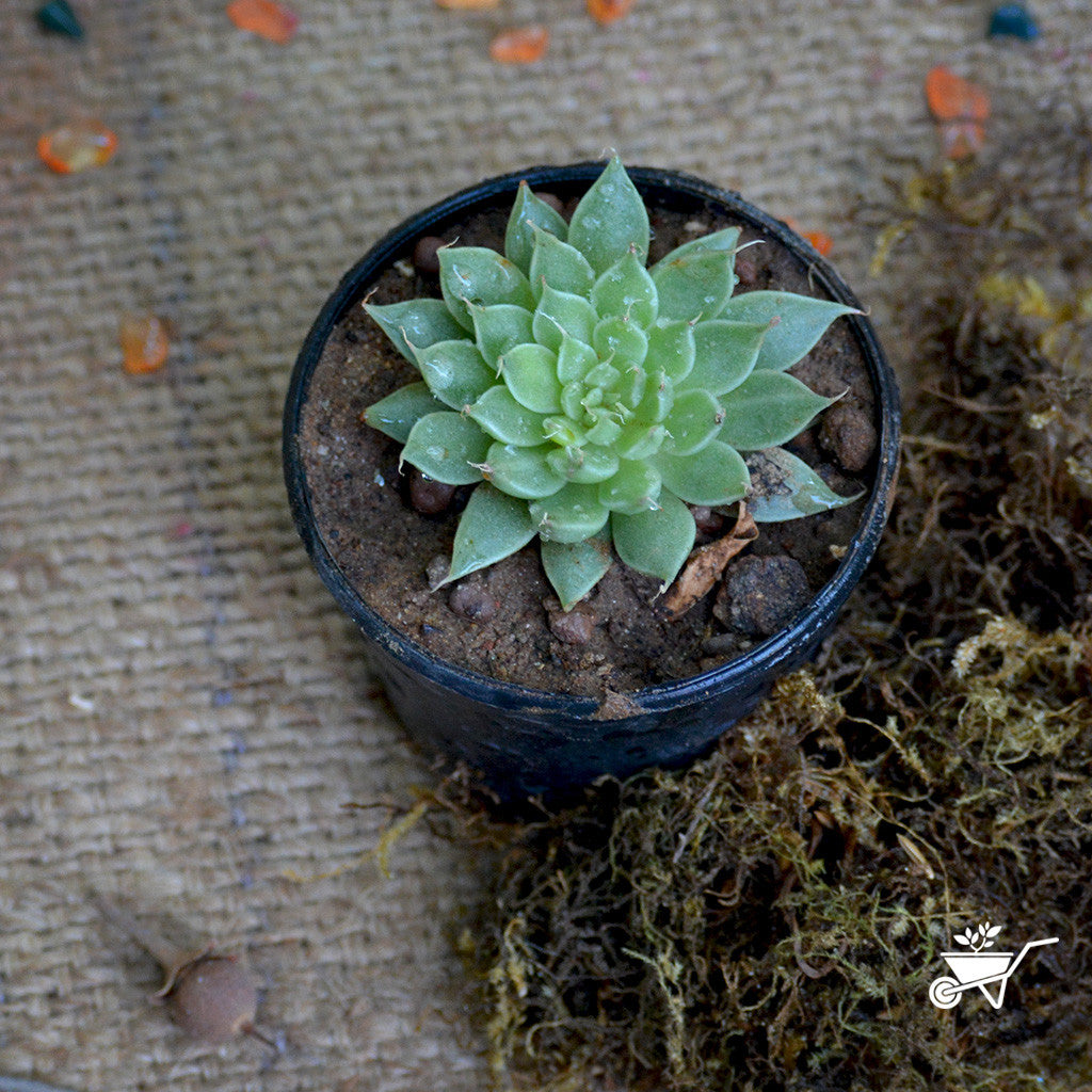  Graptopetalum Filiferum Succulent Plant