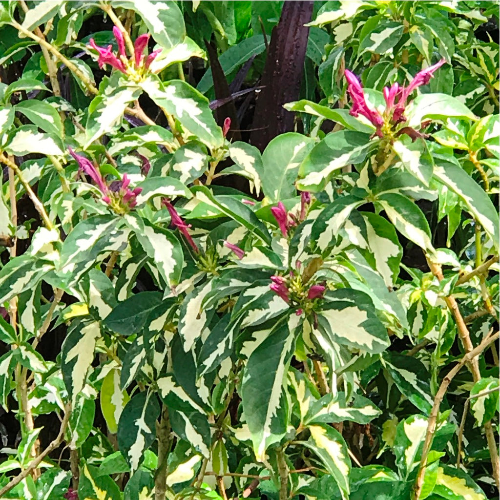  Graptophyllum Pictum Tricolor Plant