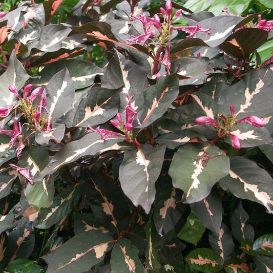  Graptophyllum Pictum Chocolate Plant
