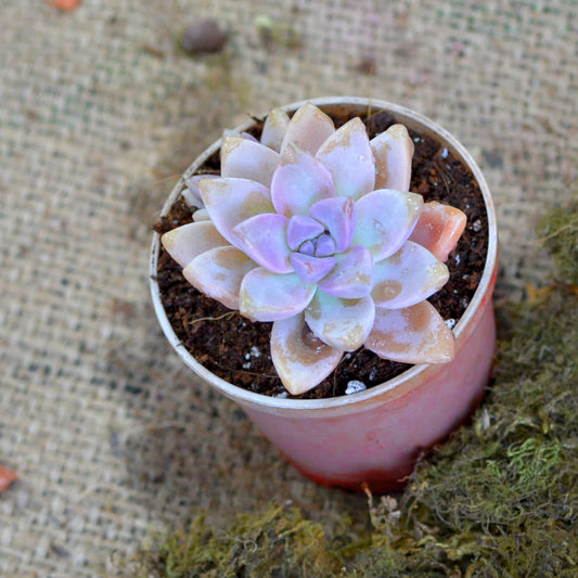  Graptosedum Alpenglow Succulent Plant