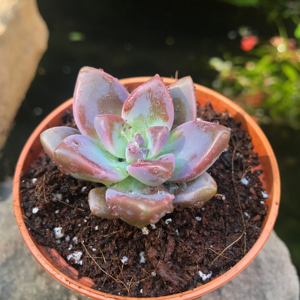  Graptosedum California Sunset Succulent Plant