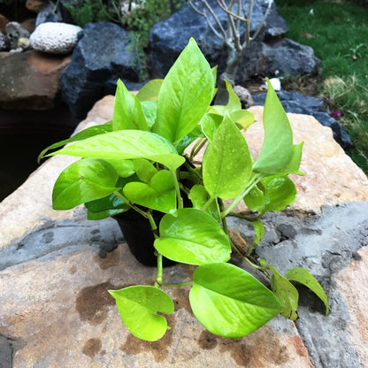  Pothos Neon Money Plant