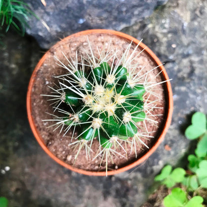  Echinocactus Grusonii Albispina Cactus Plant