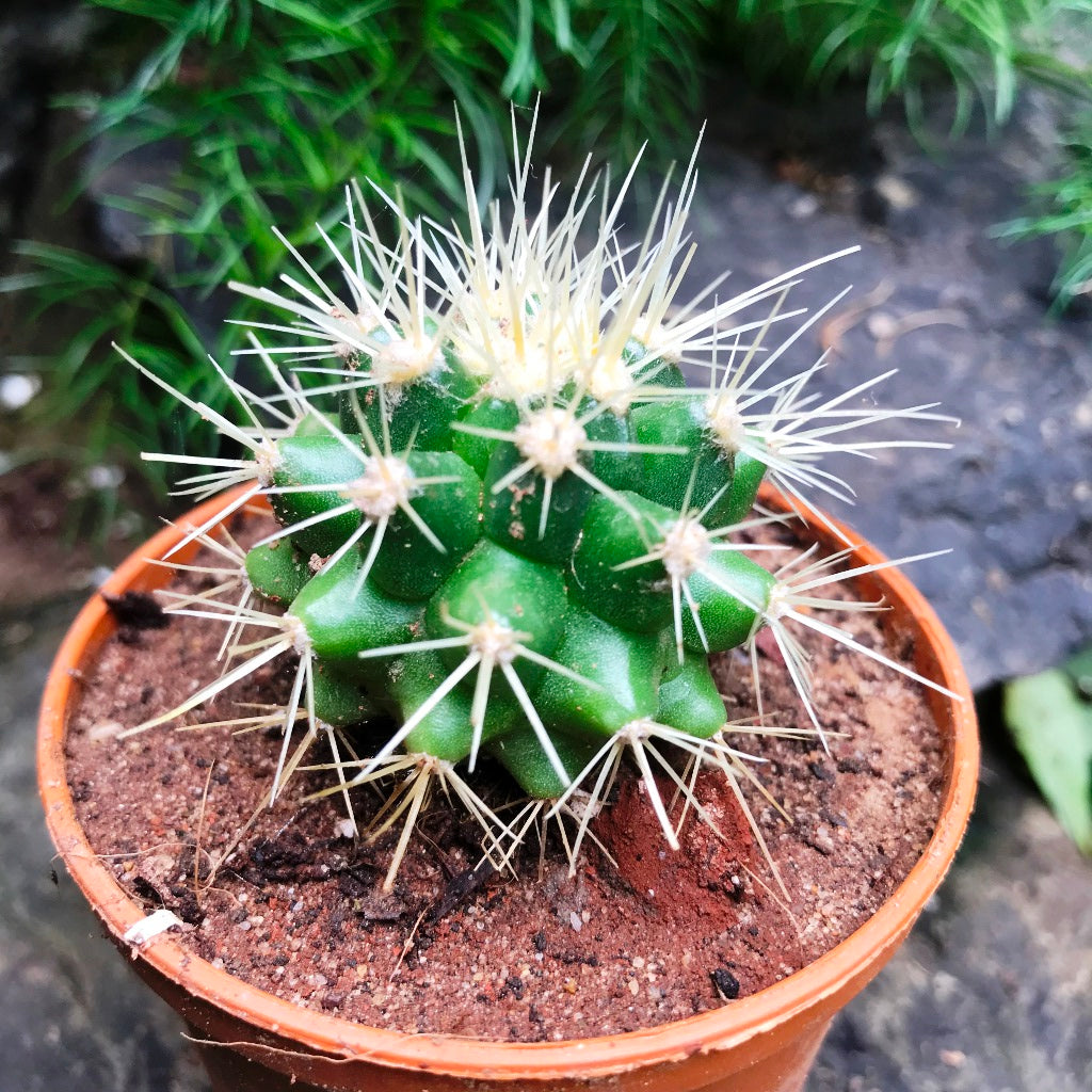 Echinocactus Grusonii Albispina Cactus Plant