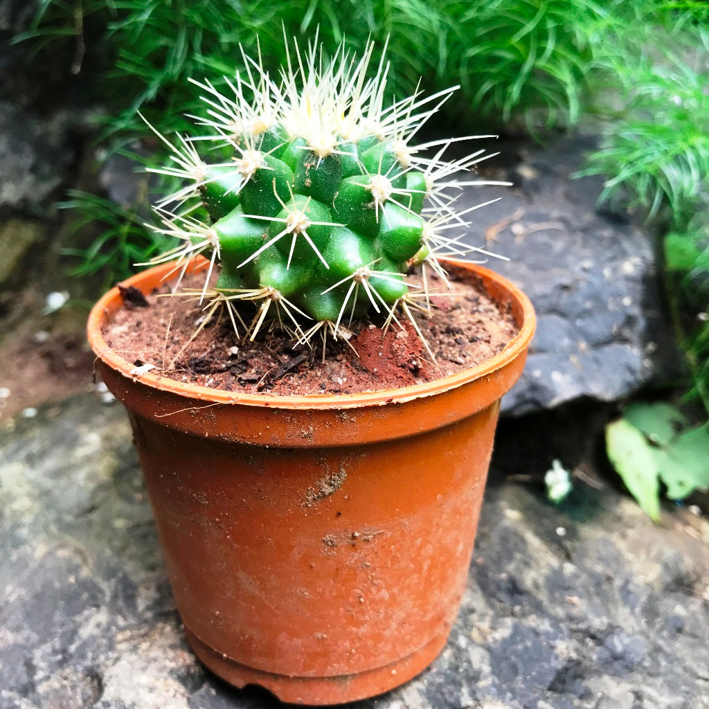  Echinocactus Grusonii Albispina Cactus Plant