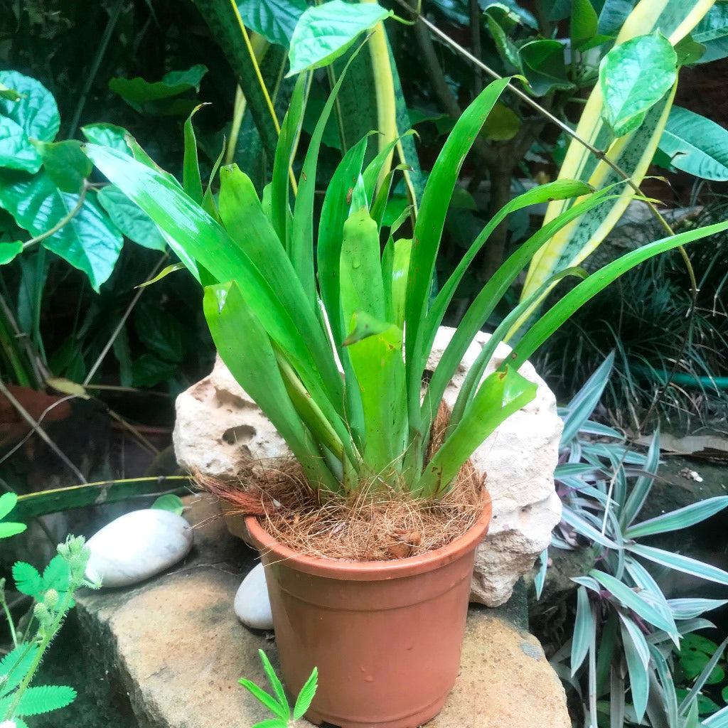  Guzmania Lingulata Plant