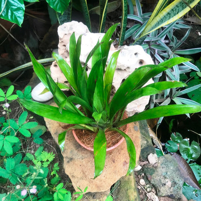  Guzmania Lingulata Plant