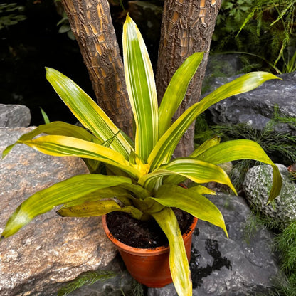  Guzmania Lingulata Variegated Plant