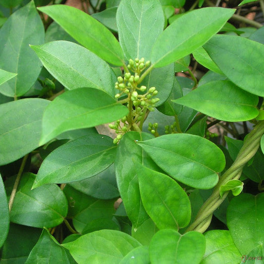  Gymnema Sylvestre Madhunashini Plant
