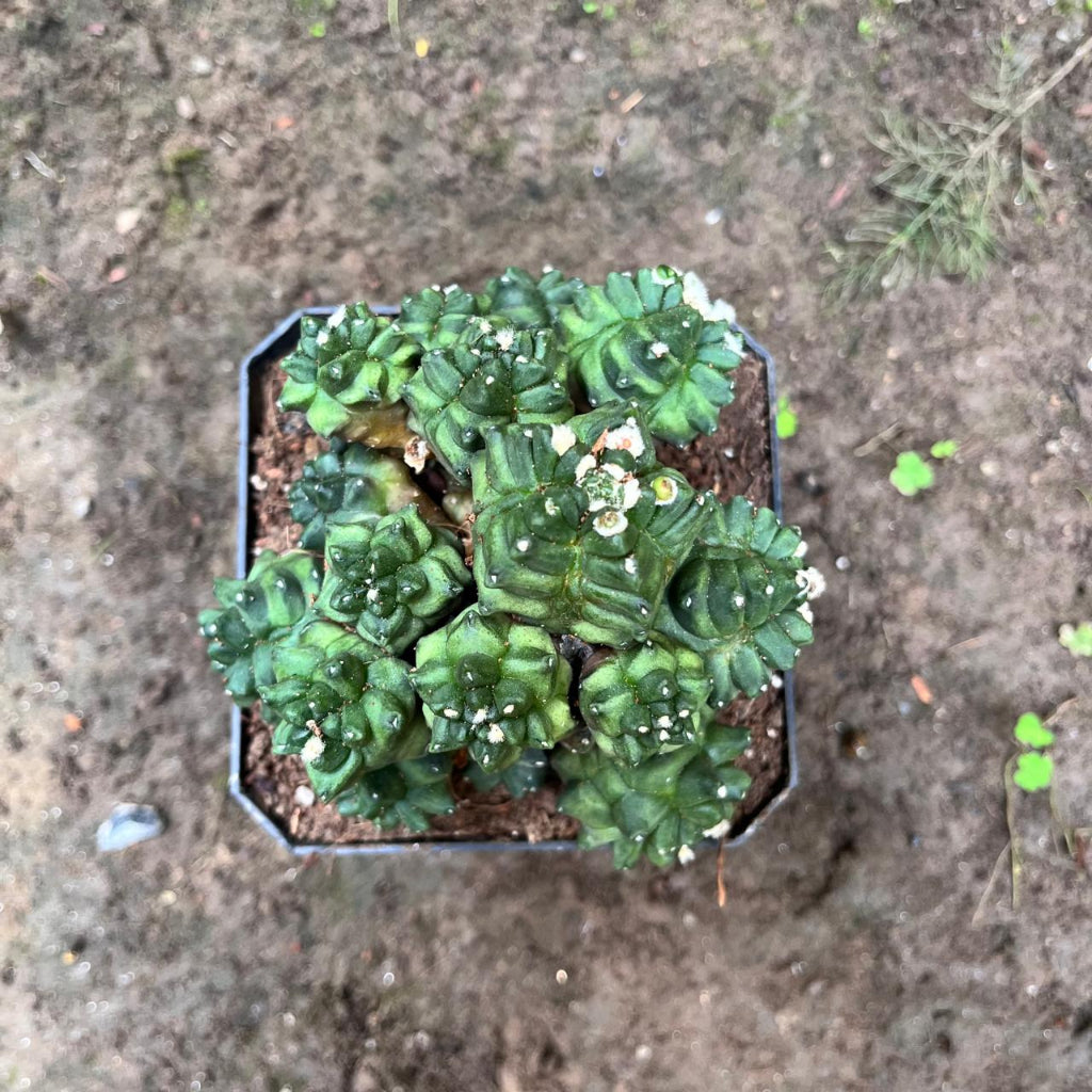  Gymnocalycium Kiko Cactus Plant