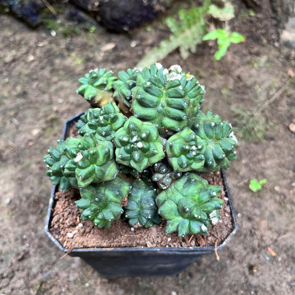  Gymnocalycium Kiko Cactus Plant