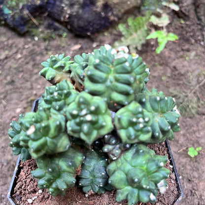  Gymnocalycium Kiko Cactus Plant