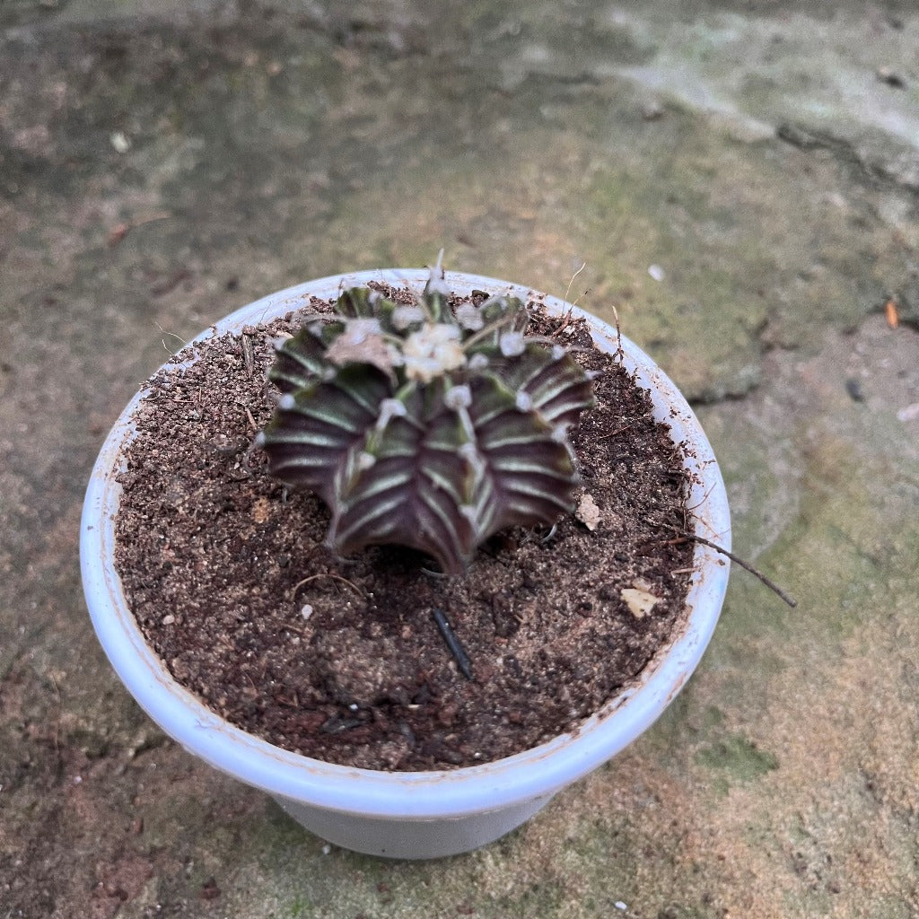  Gymnocalycium Friedrichii Cactus Plant