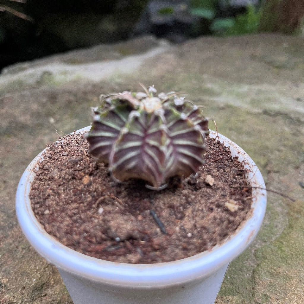  Gymnocalycium Friedrichii Cactus Plant