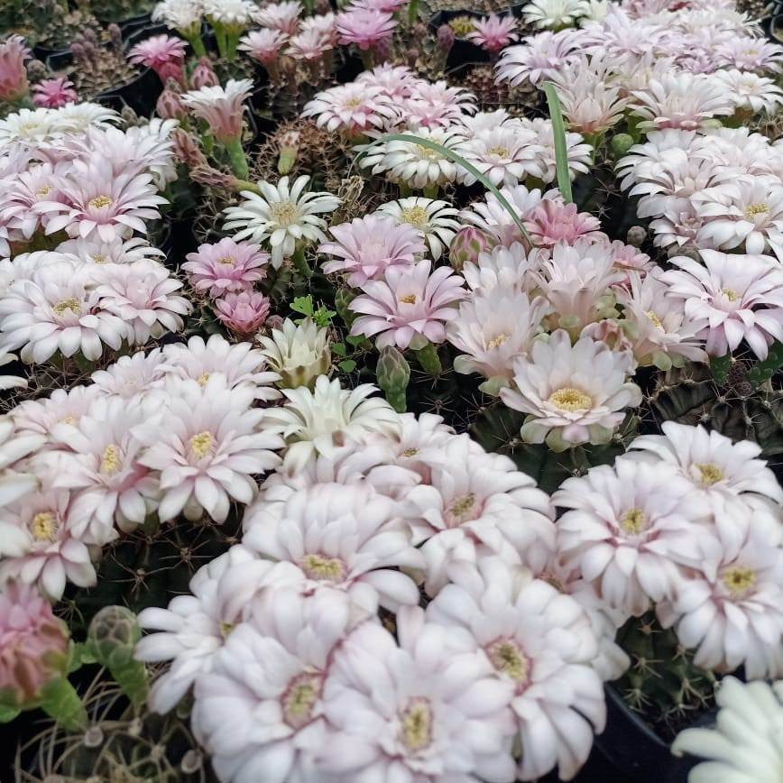  Gymnocalycium Mihanovichii Brown Cactus Plant
