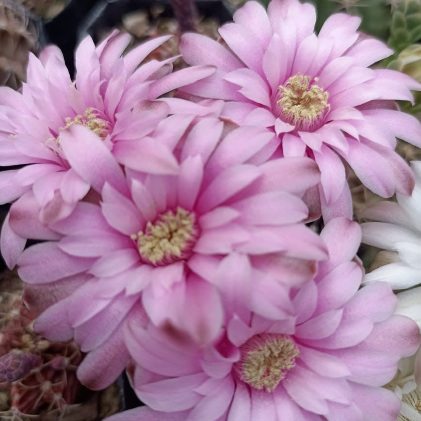  Gymnocalycium Mihanovichii Brown Cactus Plant
