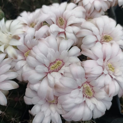  Gymnocalycium Mihanovichii Brown Cactus Plant
