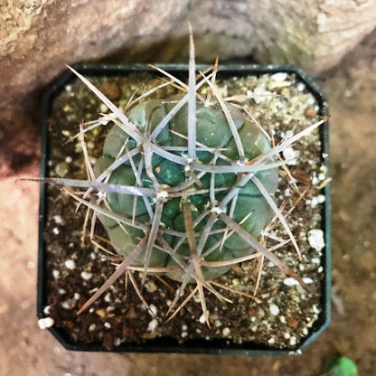  Gymnocalycium Spegazzinii Cactus Plant