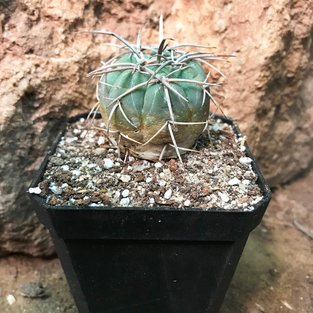  Gymnocalycium Spegazzinii Cactus Plant