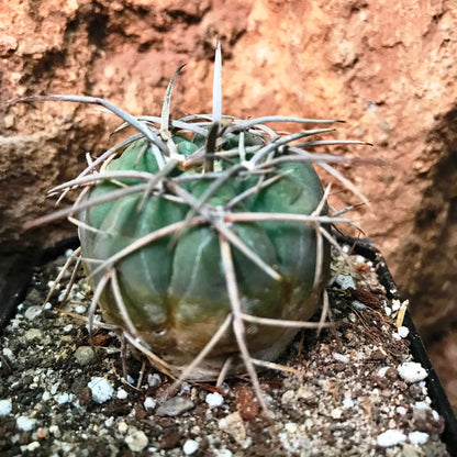 Gymnocalycium Spegazzinii Cactus Plant