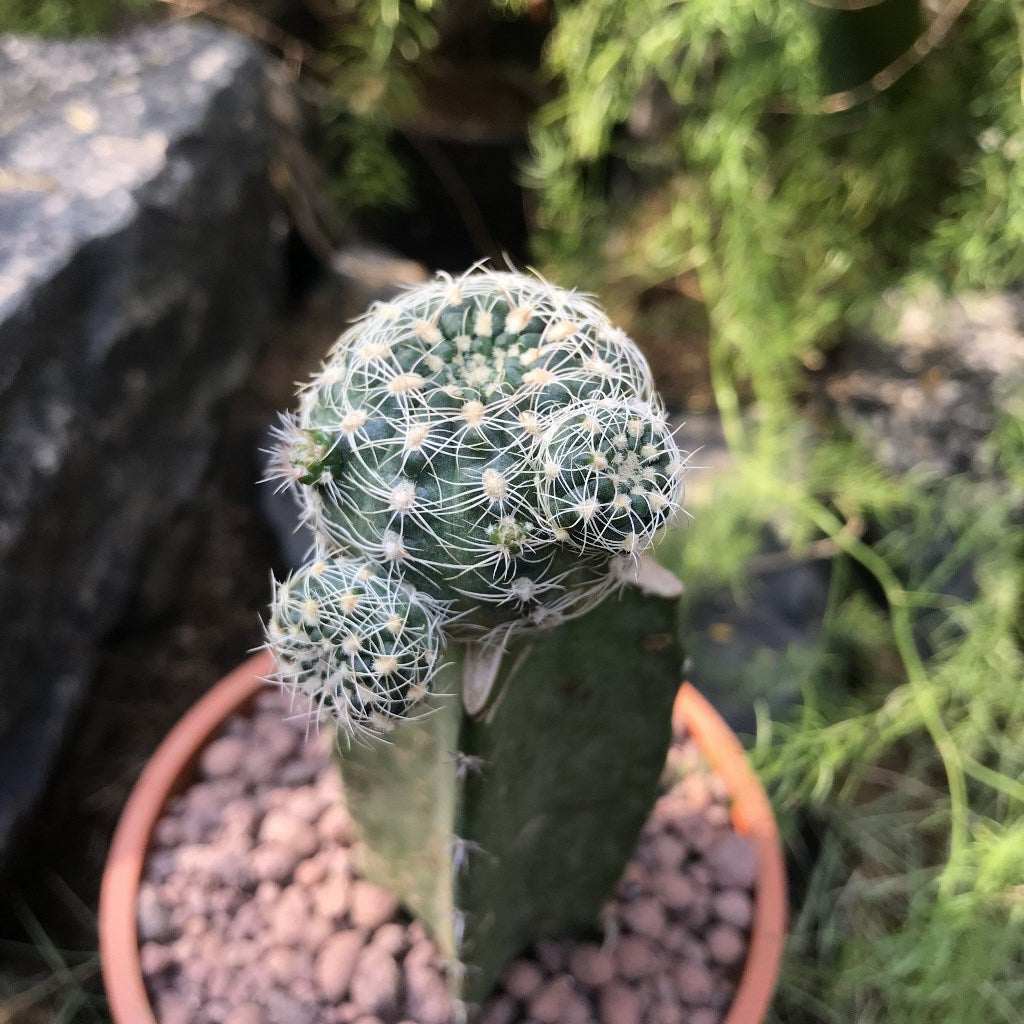  Gymnocalycium Bruchii Cactus Plant