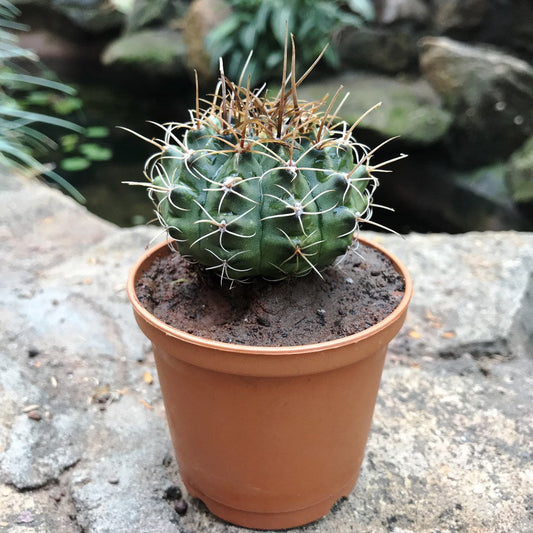  Gymnocalycium Mihanovichii Red Cap Cactus Plant