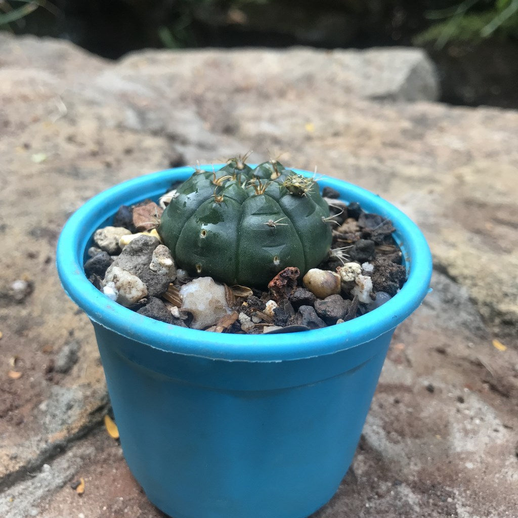  Gymnocalycium Damsii Cactus Plant