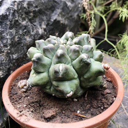  Gymnocalycium Kiko Cactus Plant
