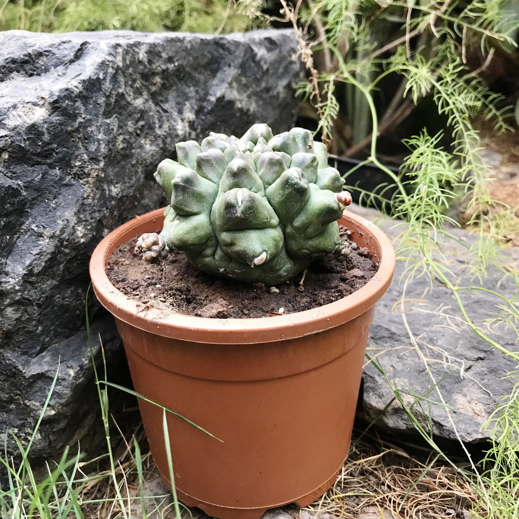 Gymnocalycium Kiko Cactus Plant