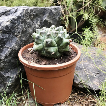  Gymnocalycium Kiko Cactus Plant