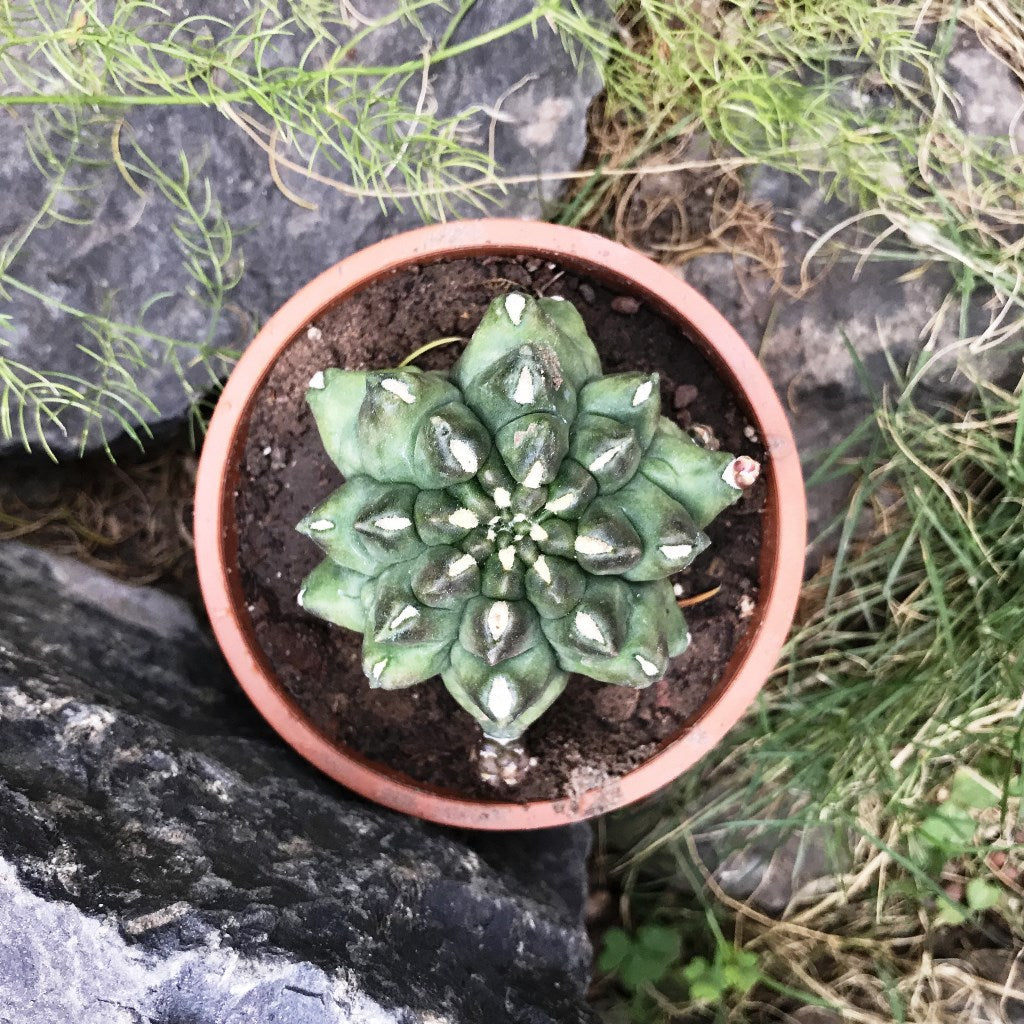  Gymnocalycium Kiko Cactus Plant