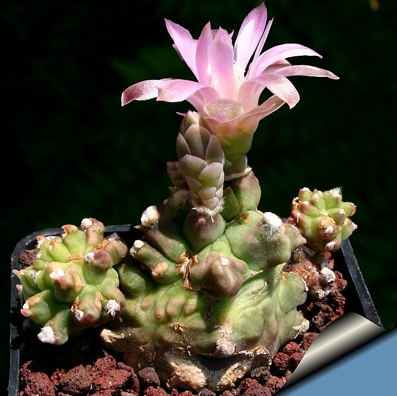 Gymnocalycium Kiko Cactus Plant