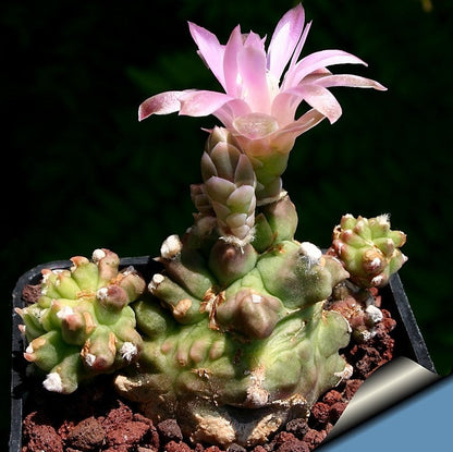  Gymnocalycium Kiko Cactus Plant
