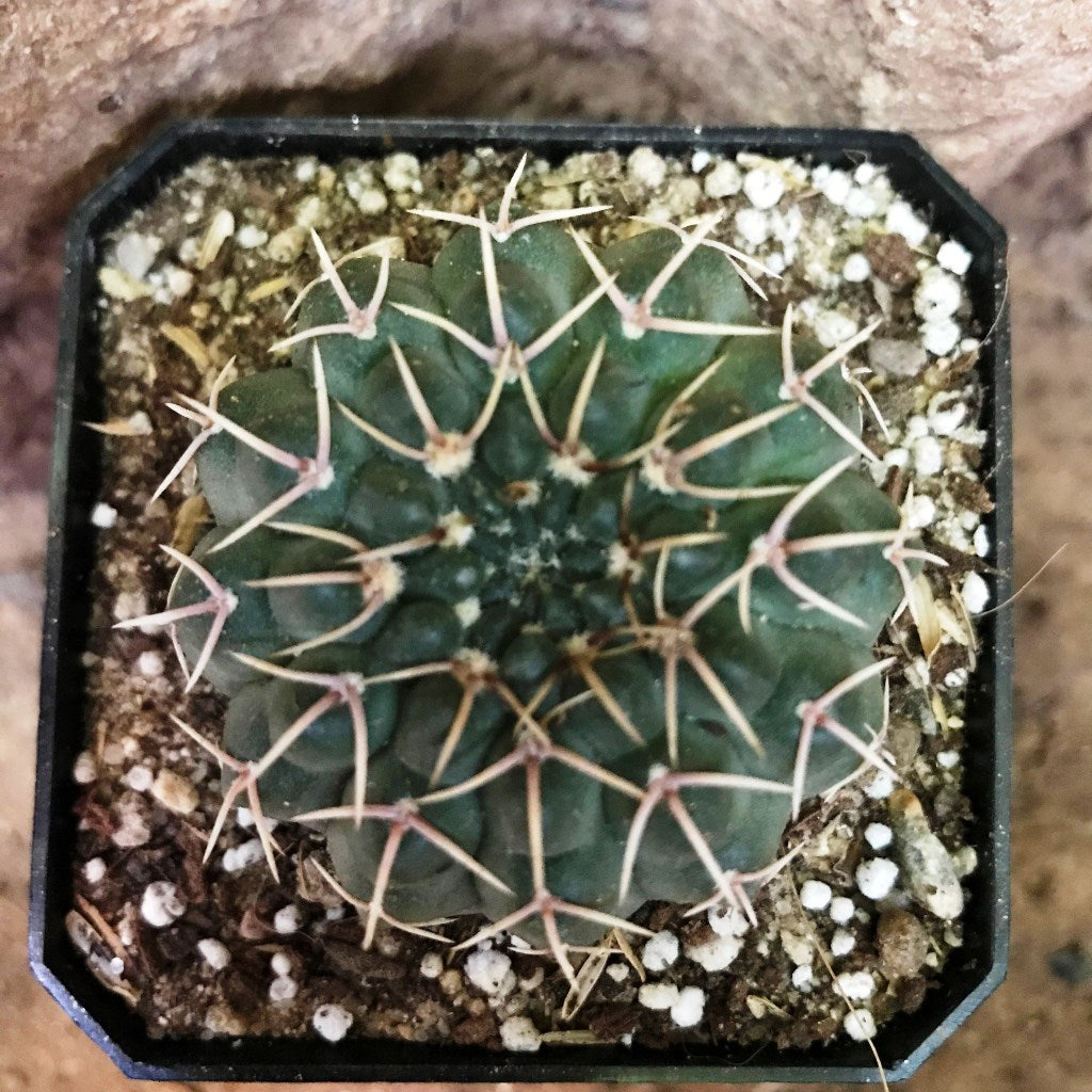  Gymnocalycium Bodenbenderianum X Hybrid Cactus Plant