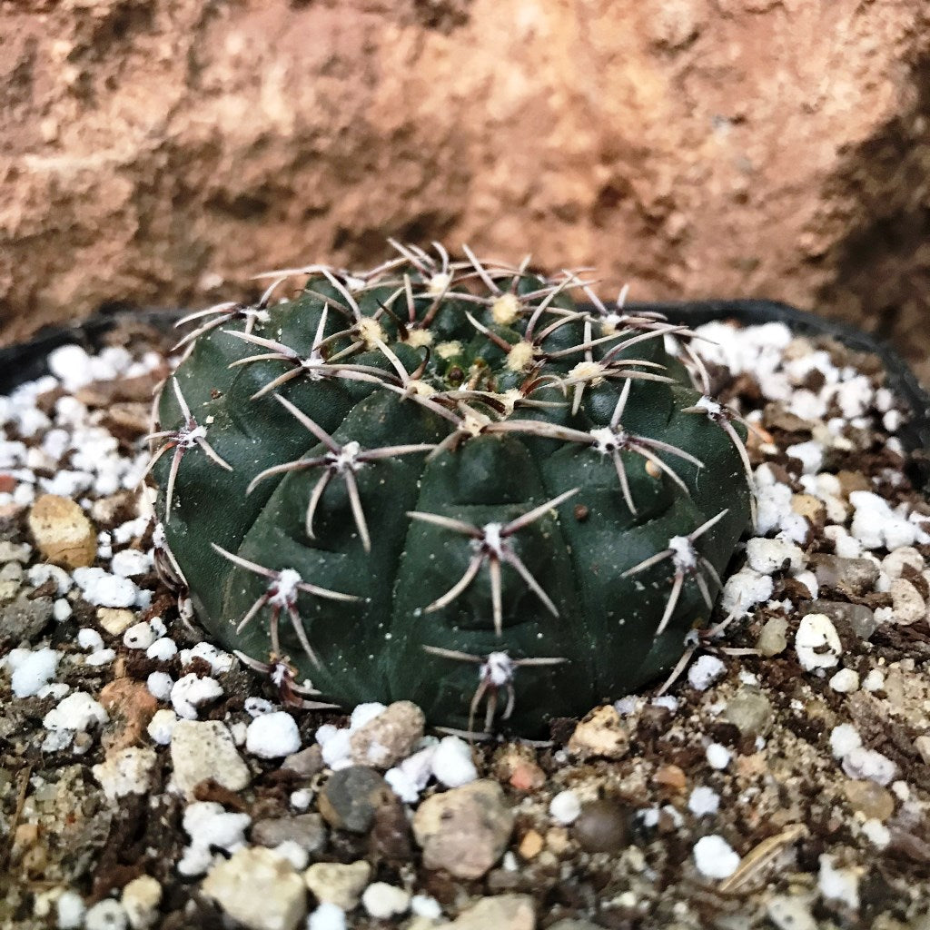  Gymnocalycium Kieslingii X Hybrid Cactus Plant