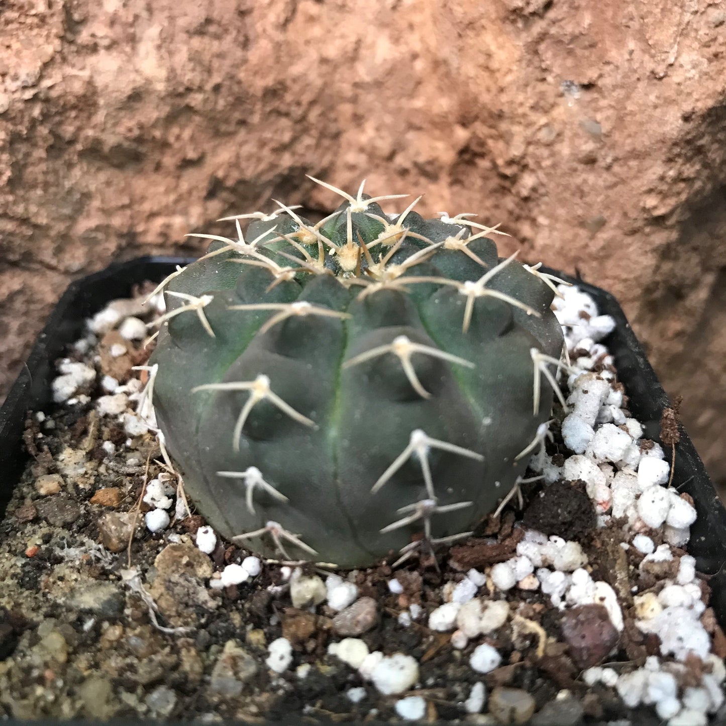  Gymnocalycium Ochoterenae Cactus Plant