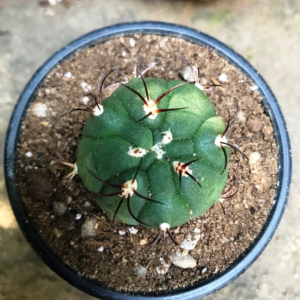  Gymnocalycium Saglionis Cactus Plant