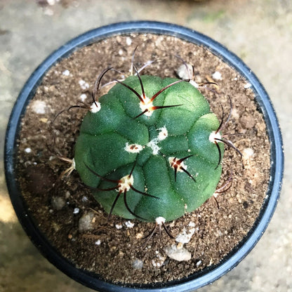  Gymnocalycium Saglionis Cactus Plant