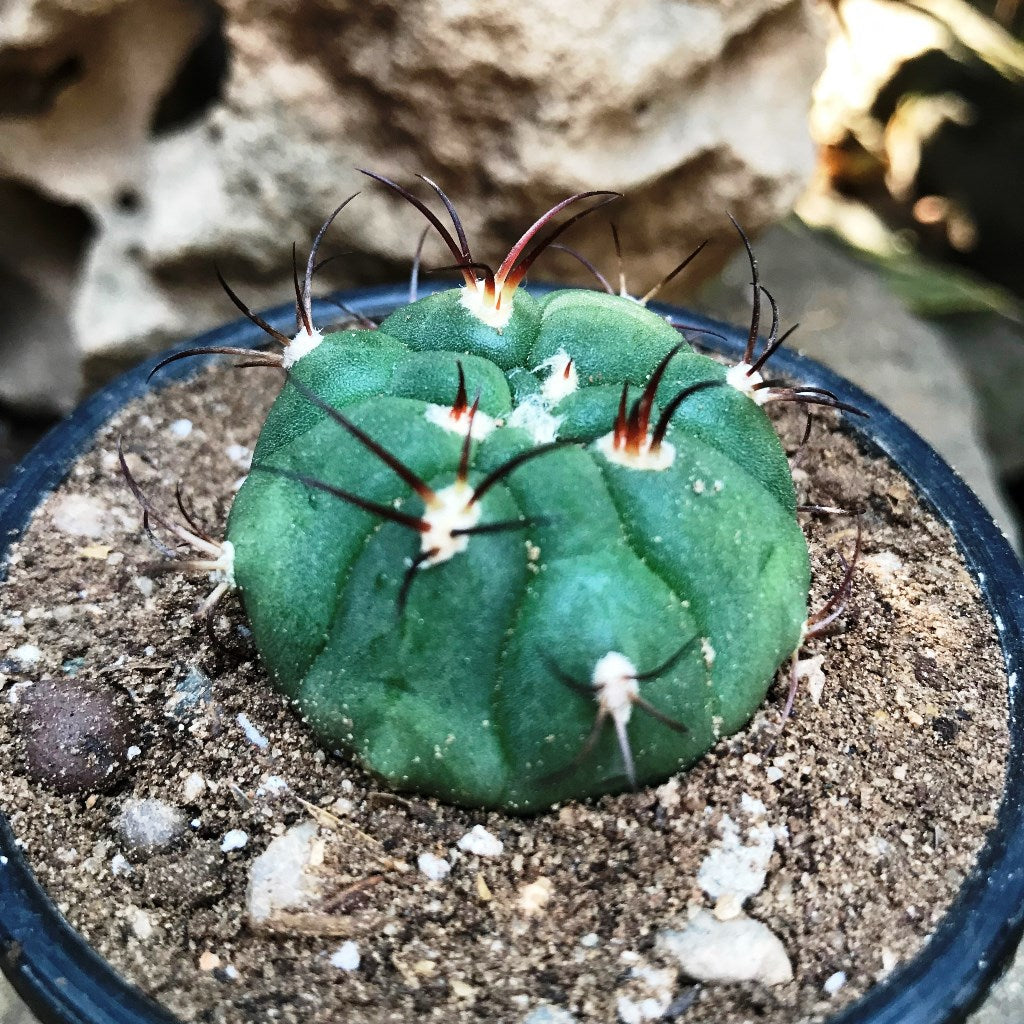  Gymnocalycium Saglionis Cactus Plant