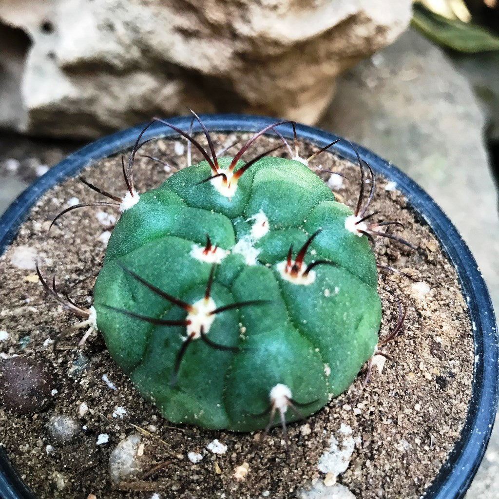  Gymnocalycium Saglionis Cactus Plant