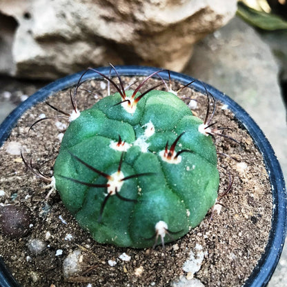  Gymnocalycium Saglionis Cactus Plant