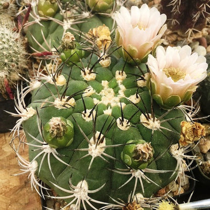  Gymnocalycium Saglionis Cactus Plant