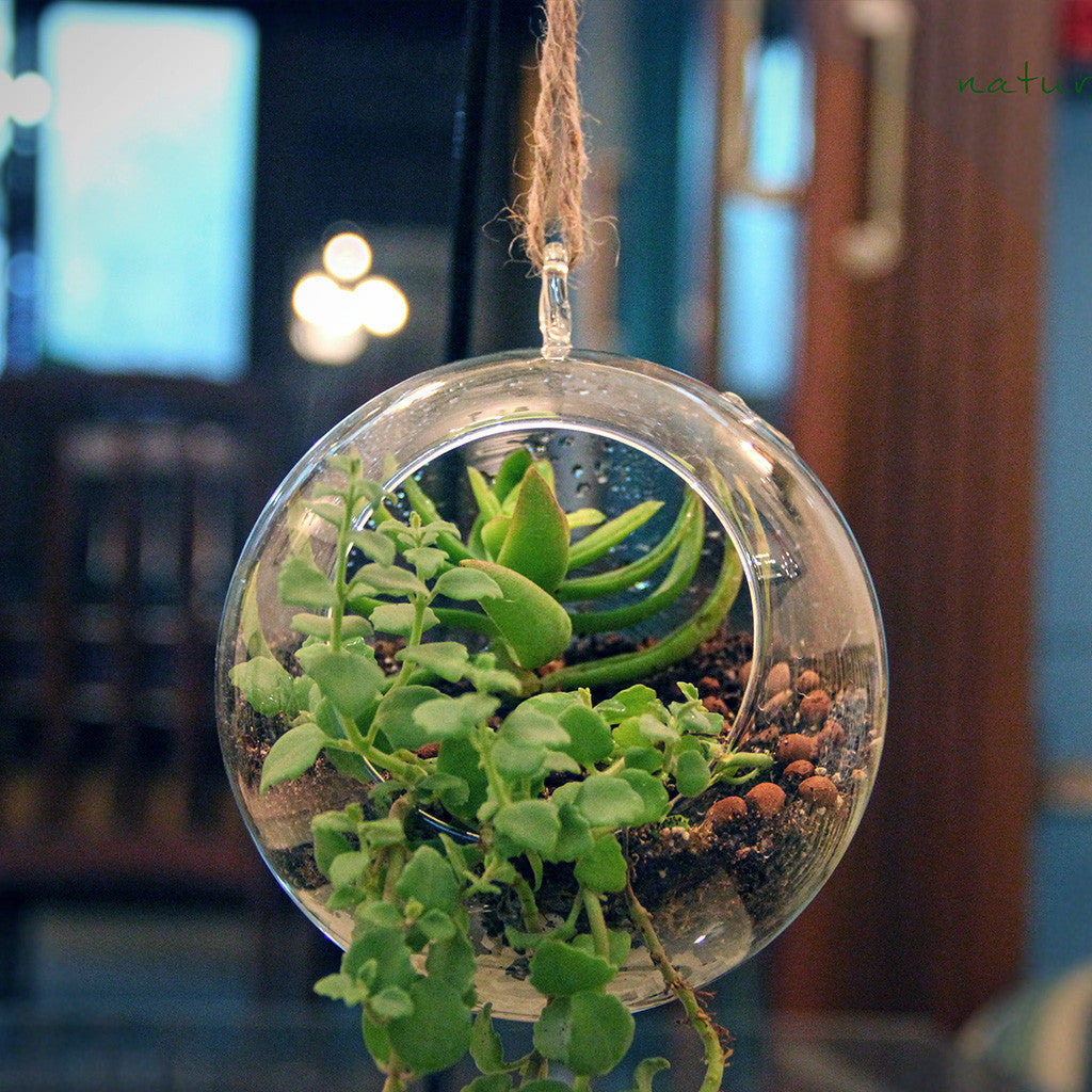  Medium Round Globe Hanging Planter