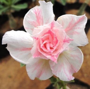  Herliquin Adenium Plant