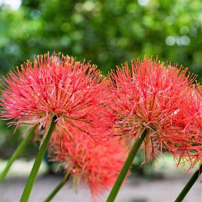  African Blood Lily (Bulbs)