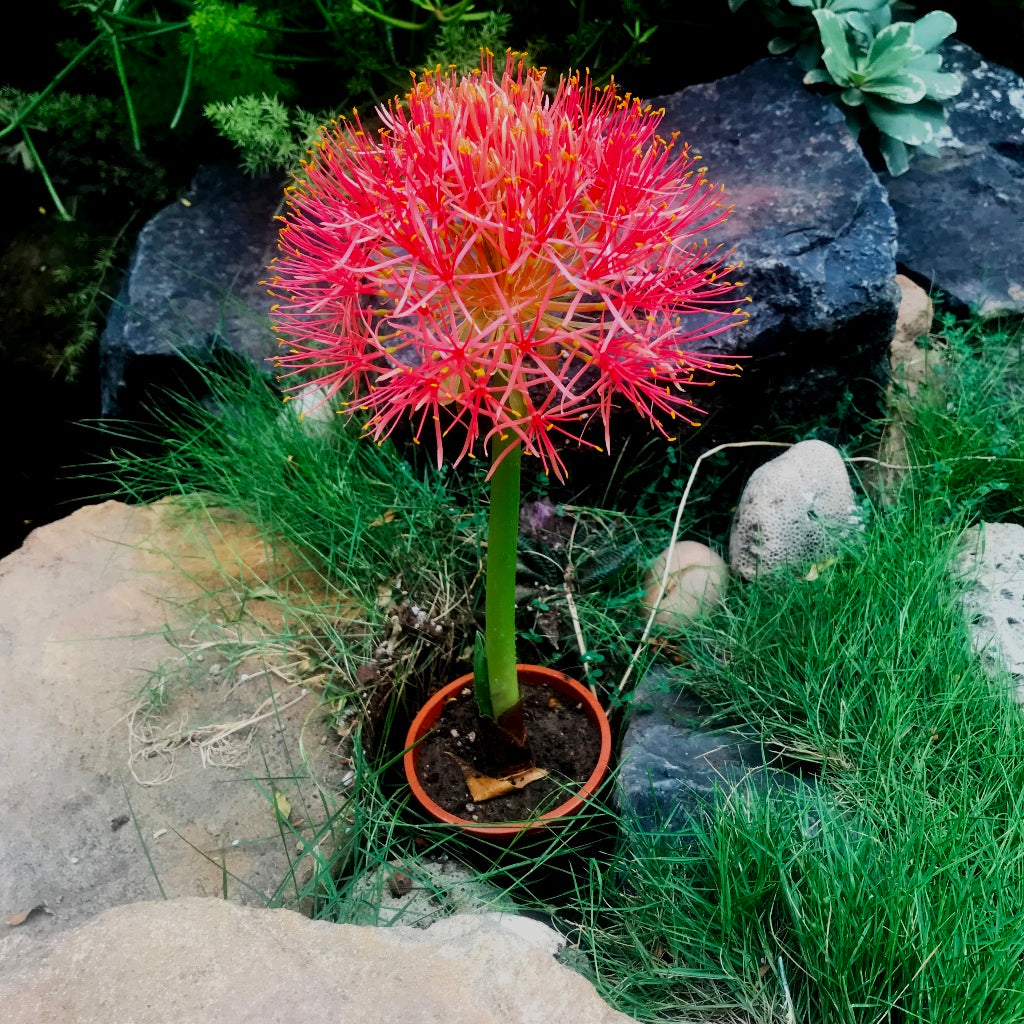  African Blood Lily (Bulbs)